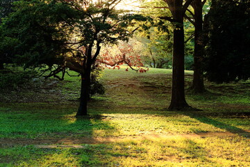 西陽が差し込み秋色に染まる公園