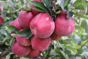 Close-up of crimson crisp apples on tree in apple orchard ripe for picking.