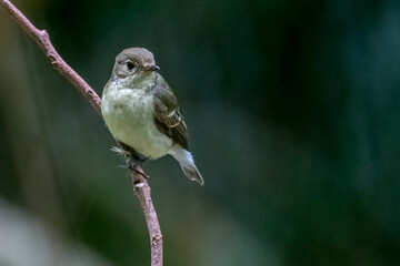 Yellow-rumped Flycatcher in the tree