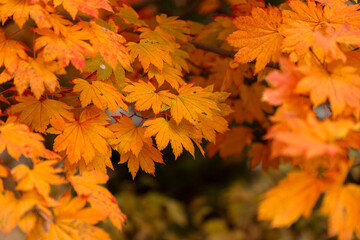Autumn leaves on a maple tree