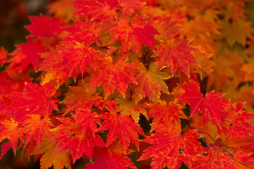 Naklejka na ściany i meble Red leaves on a tree in autumn