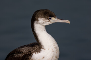 Pied Shag / Cormorant in New Zealand