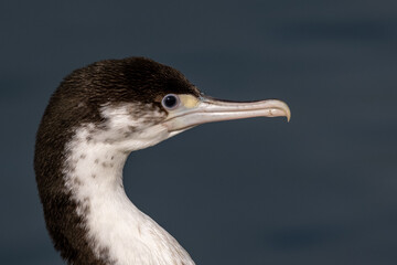 Pied Shag / Cormorant in New Zealand
