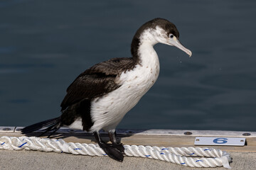 Pied Shag / Cormorant in New Zealand