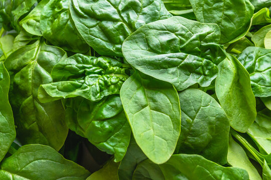 Fresh green spinach leaves close up, full frame