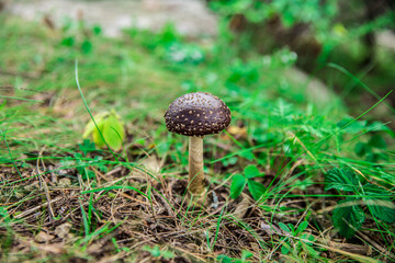 Growing brown forest mushroom among green grass
