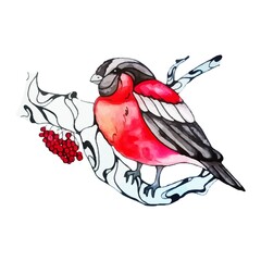 Lovely winter bird. Cute bullfinch on a viburnum branch. Beautiful bird with red feathers sits on a tree. Forest bird with rowan berries. Watercolor hand drawing. Vector isolated illustration on white