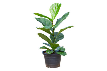 Fiddle Leaf Fig or Ficus lyrata isolated on a bright white background, Potted plant with clipping path