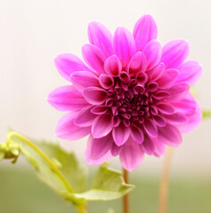 Pink dahlia flower in bloom close-up view