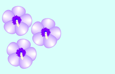 Rose of Sharon flower petals background.