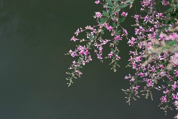 水辺に咲く花