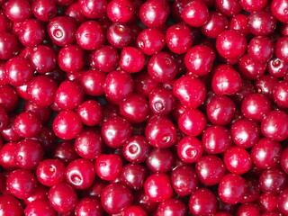 Stack of red cherries. Healthy dessert. Sweet and juicy berries. Cherry background

