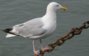 mouette
