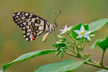 Cute lemon butterfly on a flower
