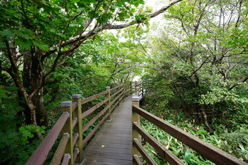 wooden pathway in the summer forest