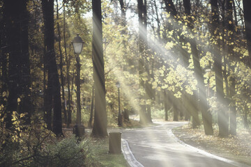 Obraz premium autumn landscape background, sun rays in the forest, park, trees seasonal view October