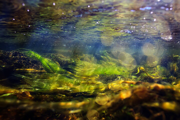 green algae underwater in the river landscape riverscape, ecology nature