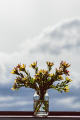 close-up of yellow protea Leucadendron flowers in vase indoor by the window