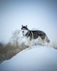 Husky dog in winter