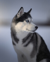 Husky dog in winter
