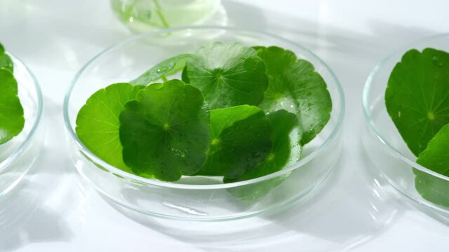 Gotu kola centella asiatica extract in laboratory with petri. Fresh leaves of gotu kola in petri dishes
