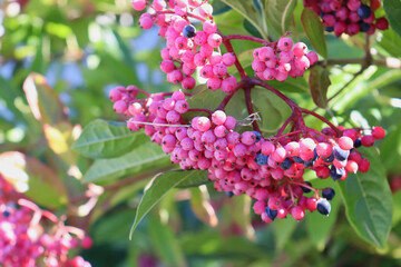Closeup of ripe pink and purple berries of smooth witherod plant (viburnum nudum or possumhaw virburnum).