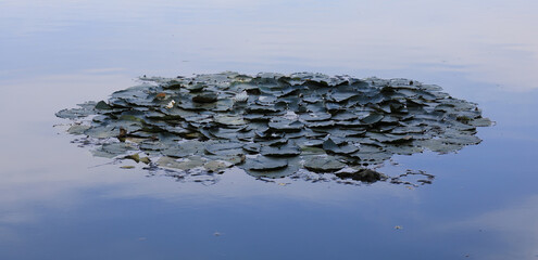water bunch lotus with flowers on the lake