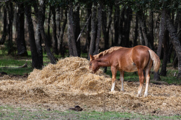 Foal feeding on straw. Comarca de la Carballeda, Zamora, Spain.