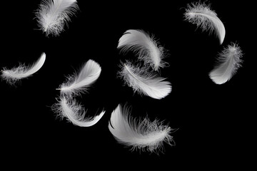 Abstract Lightly of Fluffy White Feathers Falling on Black Background