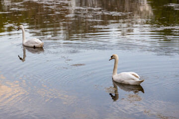 Two white swans swim on the river