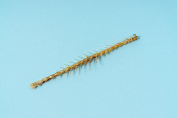 Fish bone on light blue background.