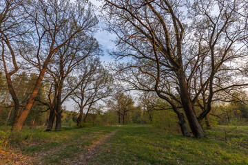Fototapeta na wymiar Picturesque landscape spring evening. The sun's rays illuminate the young greenery. Early spring in an oak grove.