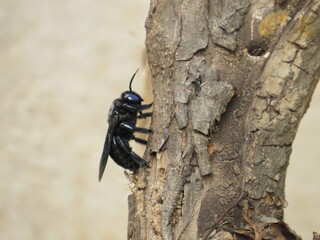 A Beetle climbing on dry tree stem