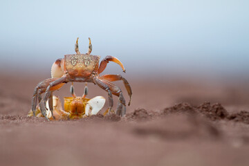 Ghost Crabs In A Territorial Dispute