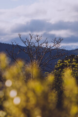tree with bare branches and golden leaves in the foreground with mountain landscape in the background