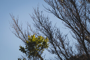 tree with bare branches and one group of green leaves about to grow with blue sky in the background
