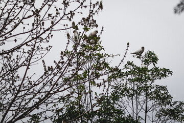 bare tree branches with flock of corella cockatoos on it with overcast sky in the background