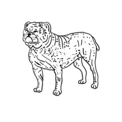 Bulldog. Vintage style sketch for your design