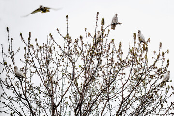 bare tree branches with flock of corella cockatoos on it with overcast sky in the background