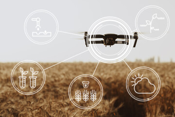 Flying drone above wheat field. Agricultural and technology innovations concept