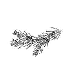 Spruce branch, black outline, doodle, sketch. A single vector illustration of a winter fir twig