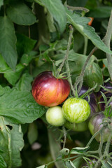 Dwarf Damascus Steel Tomato Plant with tomatoes ripening