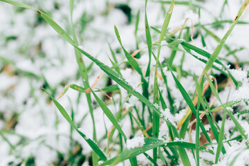 de la neige sur l'herbe. Du gazon sous la neige. Le retour de l'hiver. De la neige au printemps.
