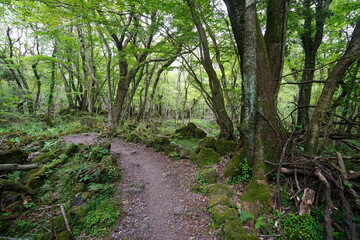 a refreshing spring forest with a path