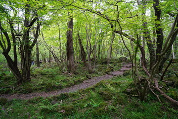 Obraz premium a refreshing spring forest with a path