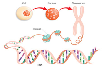 Diagram of Cell structure, Chromosome, Histone and DNA (Deoxyribonucleic Acid).