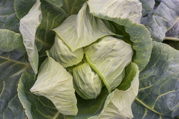 Fototapeta premium Close-up of fresh ripe cabbage on a vegetable bed. Cabbage forks growing in the garden, top view. Organic vegetable background. Concept of agriculture
