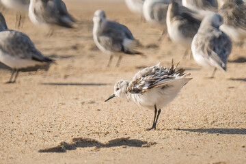  Snowy plover, a small sandpiper, on the beach.