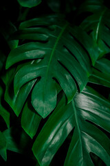 Obraz na płótnie Canvas Close-up Of Green Leaves
