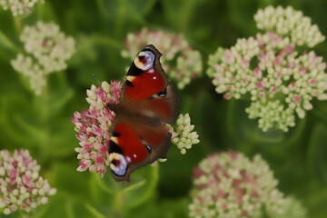 Motyl, Kwiaty, Makro